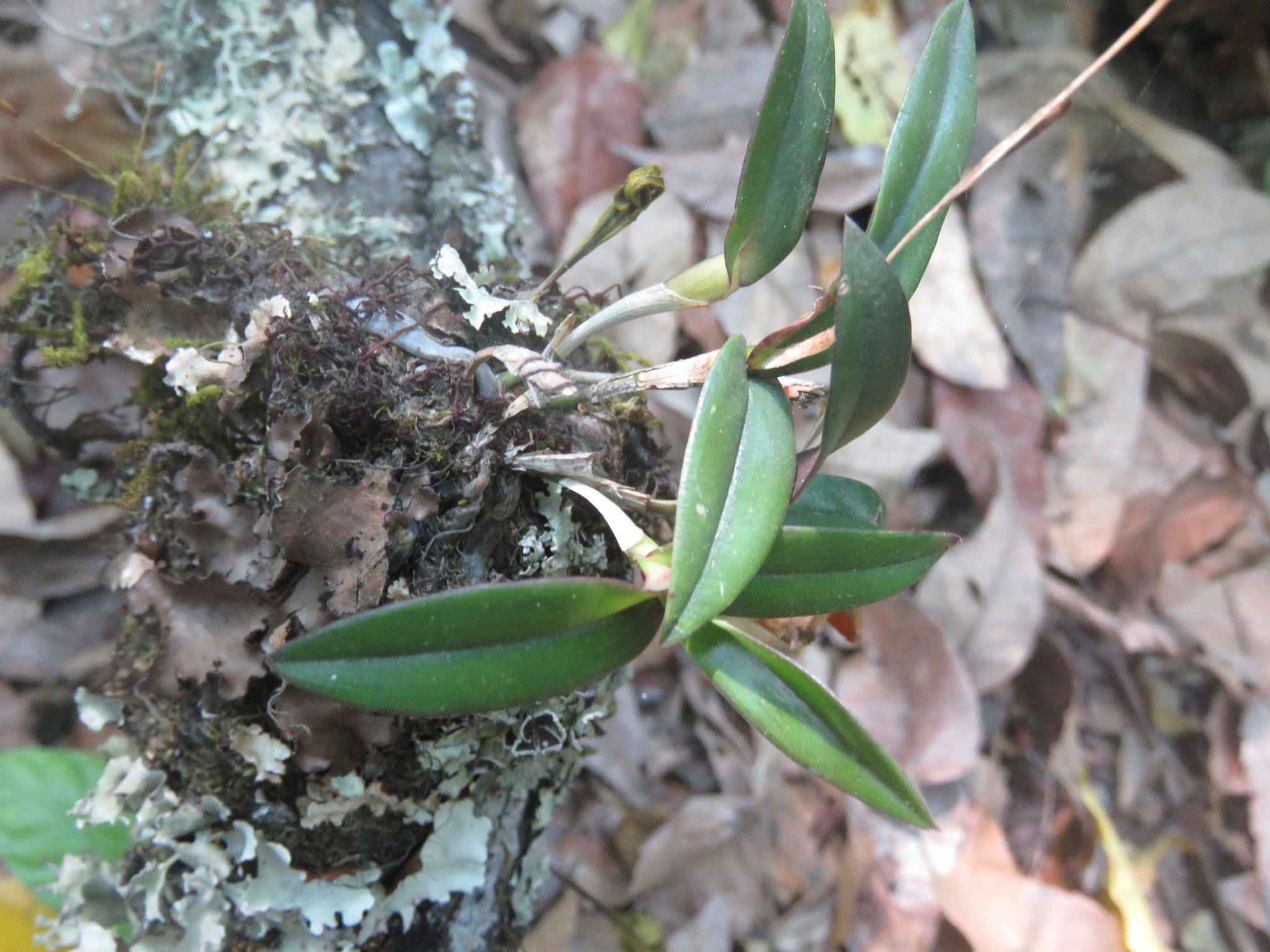 Epidendrum longipetalum